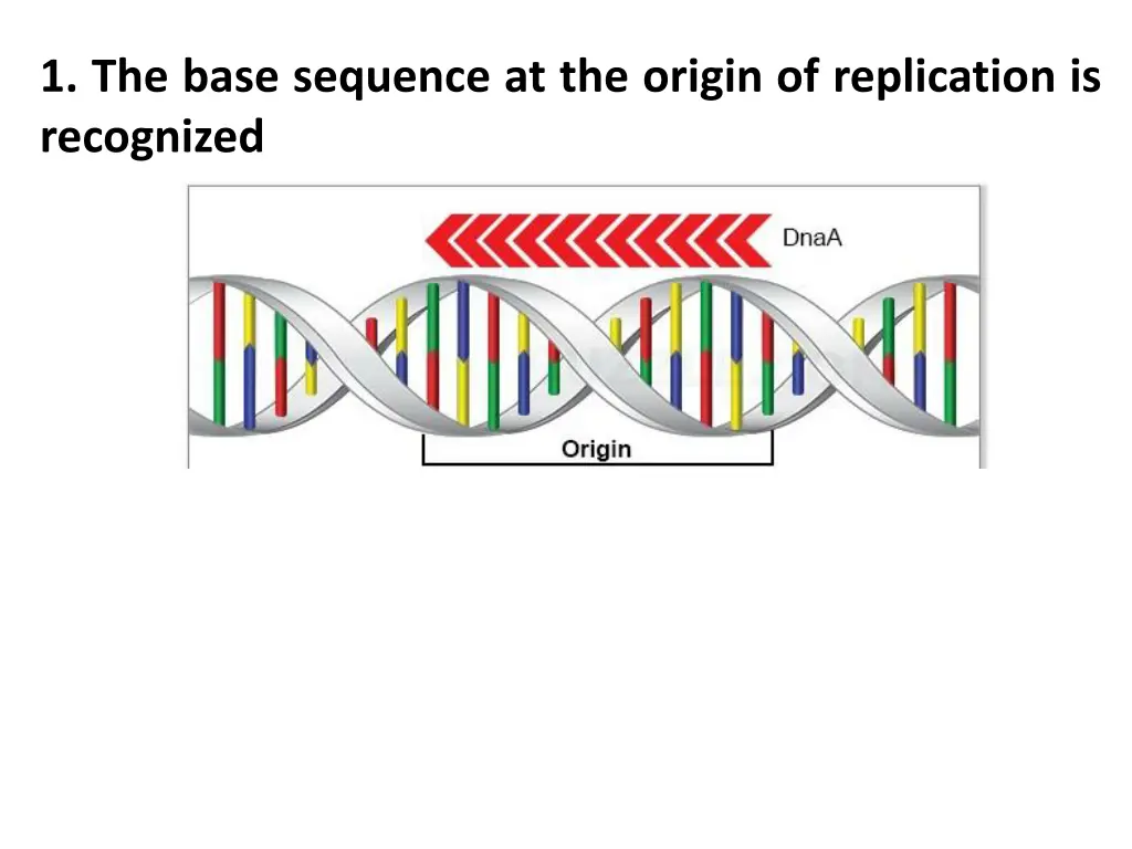1 the base sequence at the origin of replication