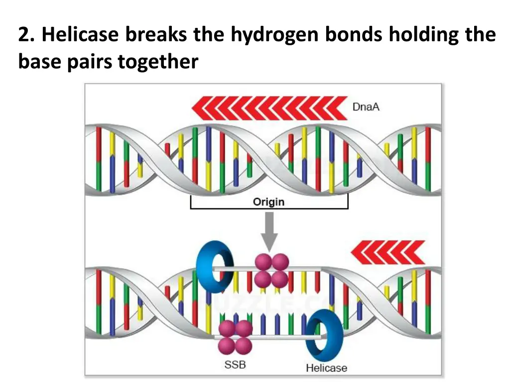 2 helicase breaks the hydrogen bonds holding