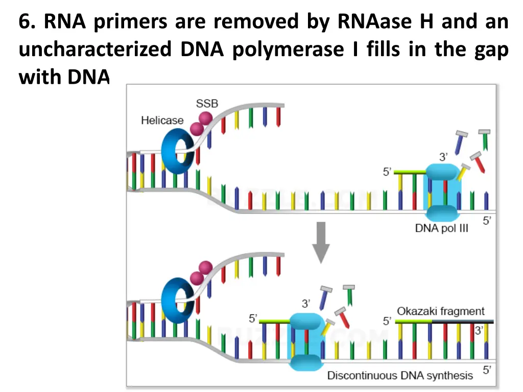 6 rna primers are removed by rnaase
