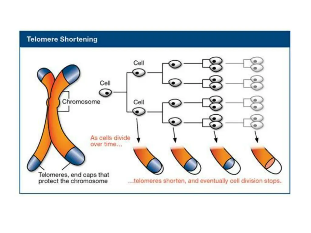 slide18