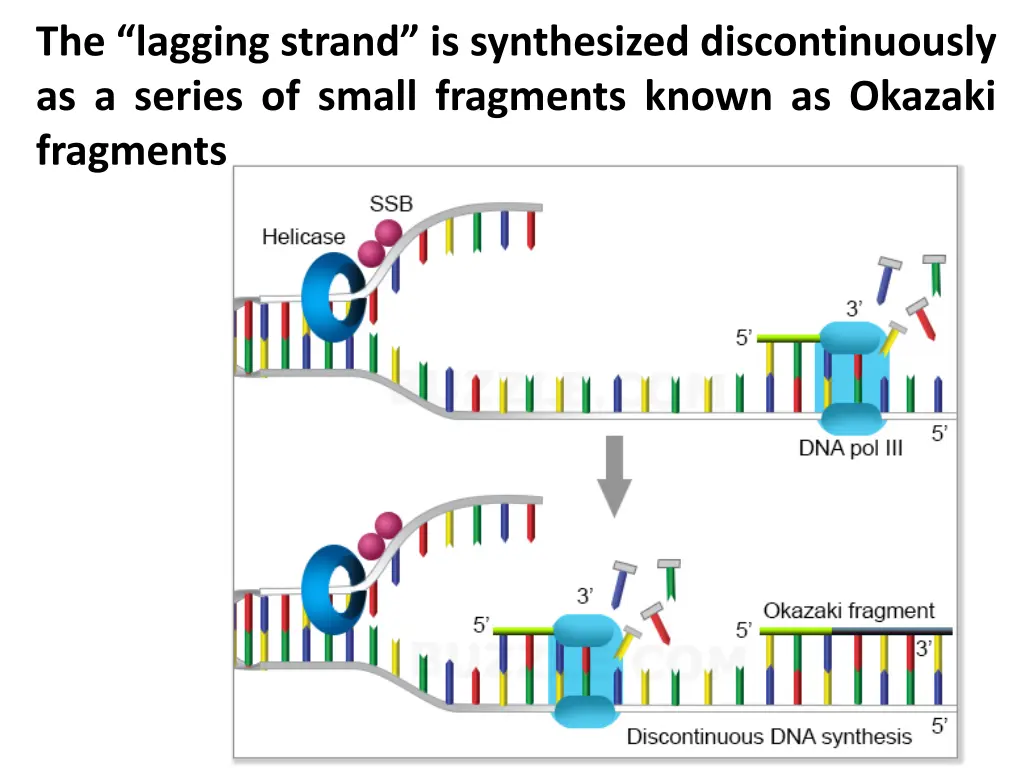 the lagging strand is synthesized discontinuously