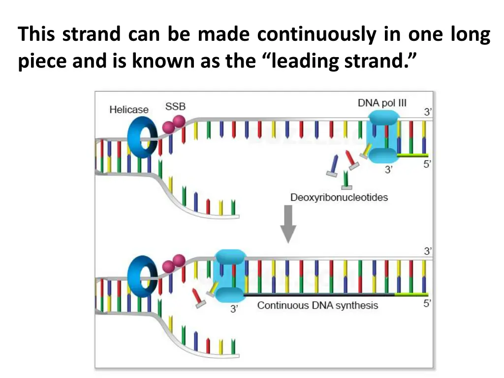 this strand can be made continuously in one long