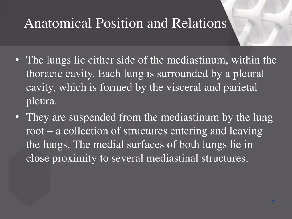 anatomical position and relations 1