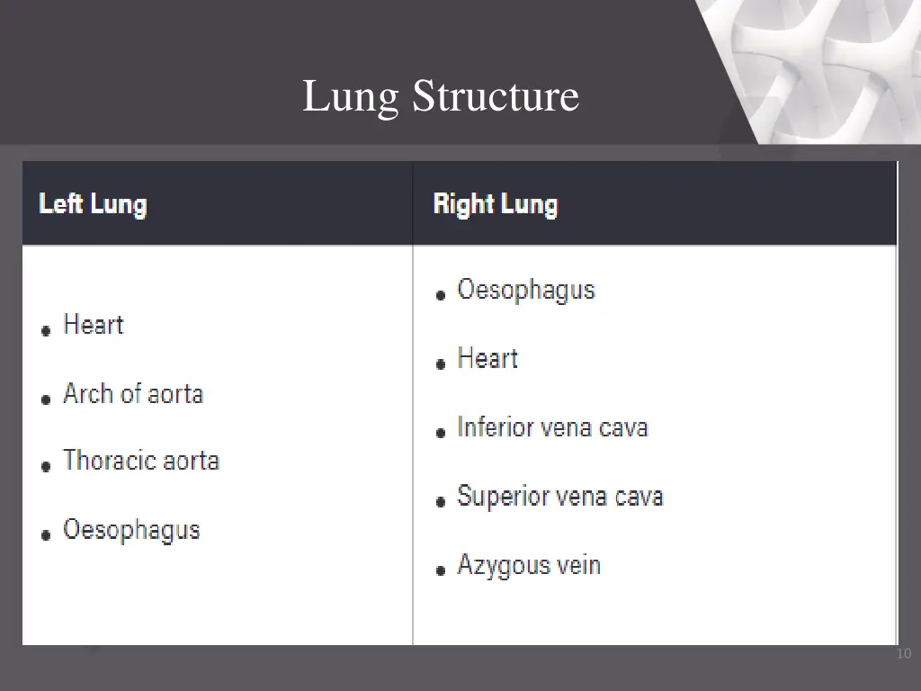 lung structure 2