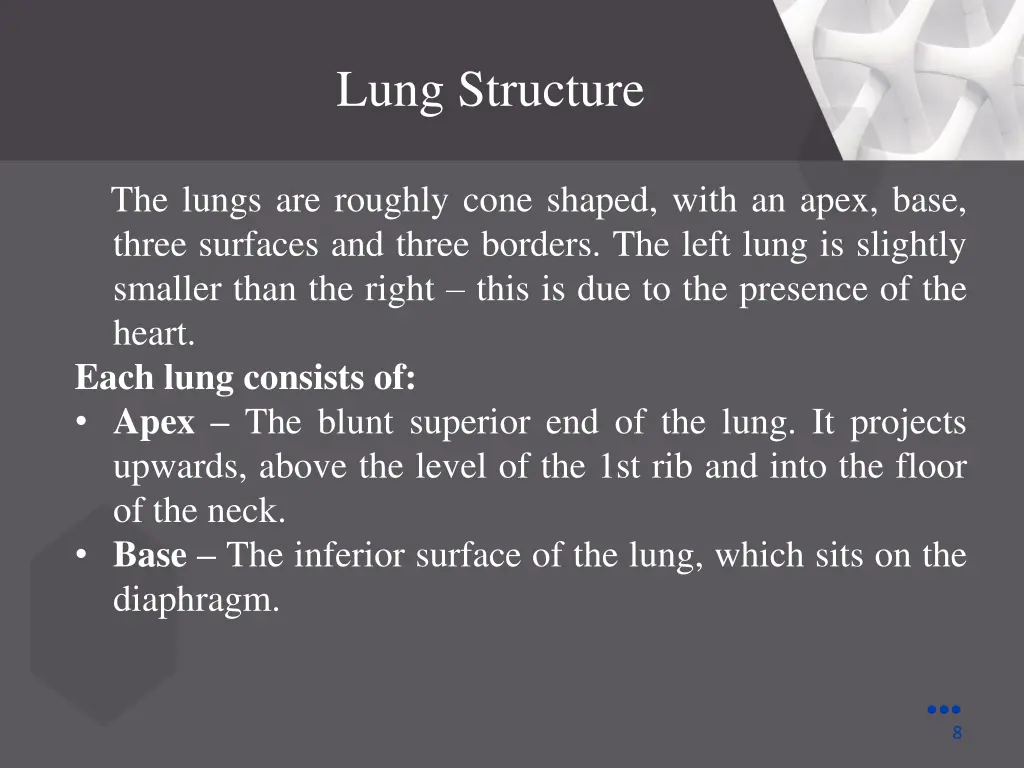 lung structure