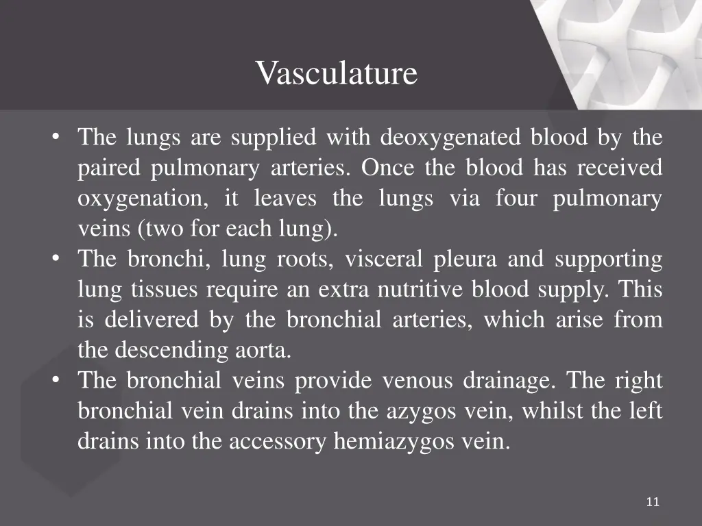 vasculature