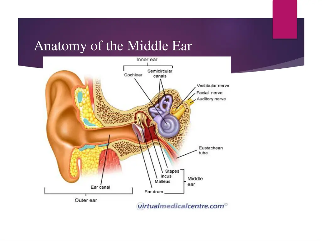anatomy of the middle ear