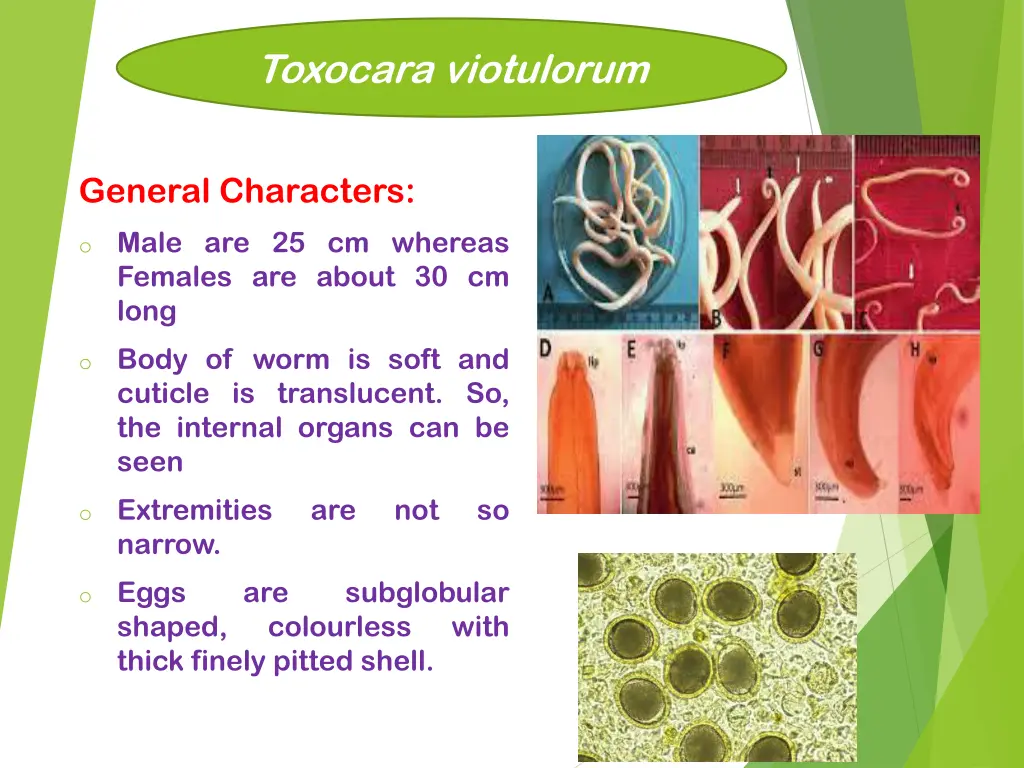 toxocara viotulorum 1