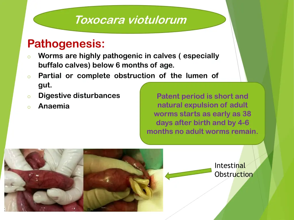 toxocara viotulorum 2