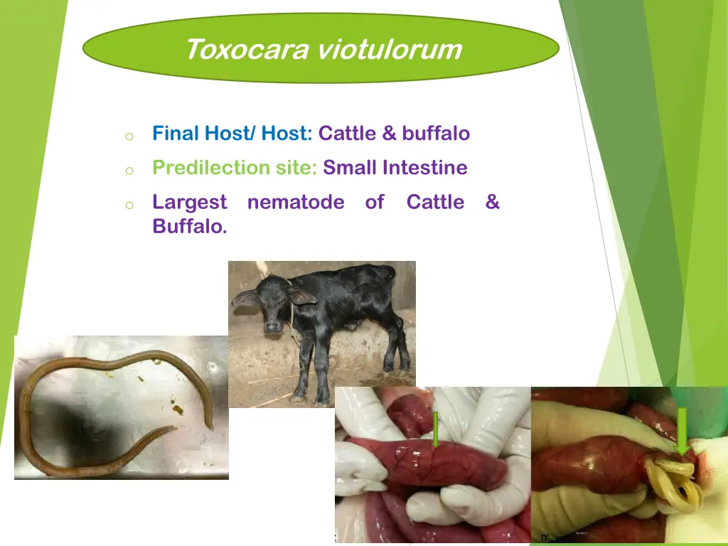 toxocara viotulorum