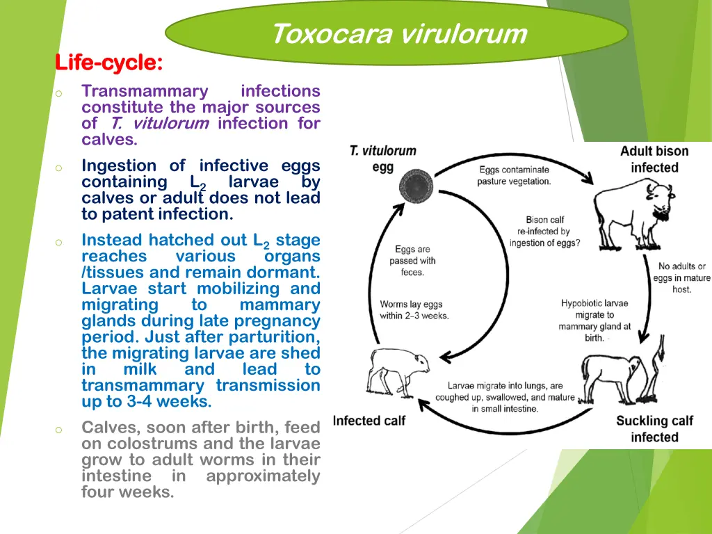 toxocara virulorum 1