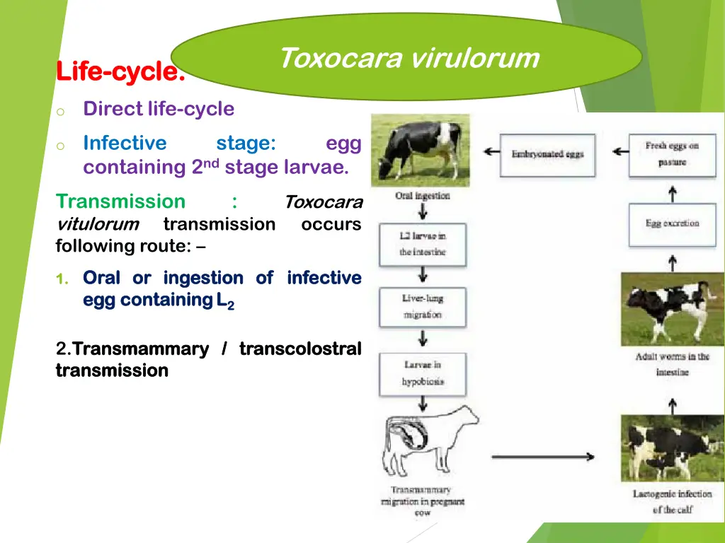 toxocara virulorum