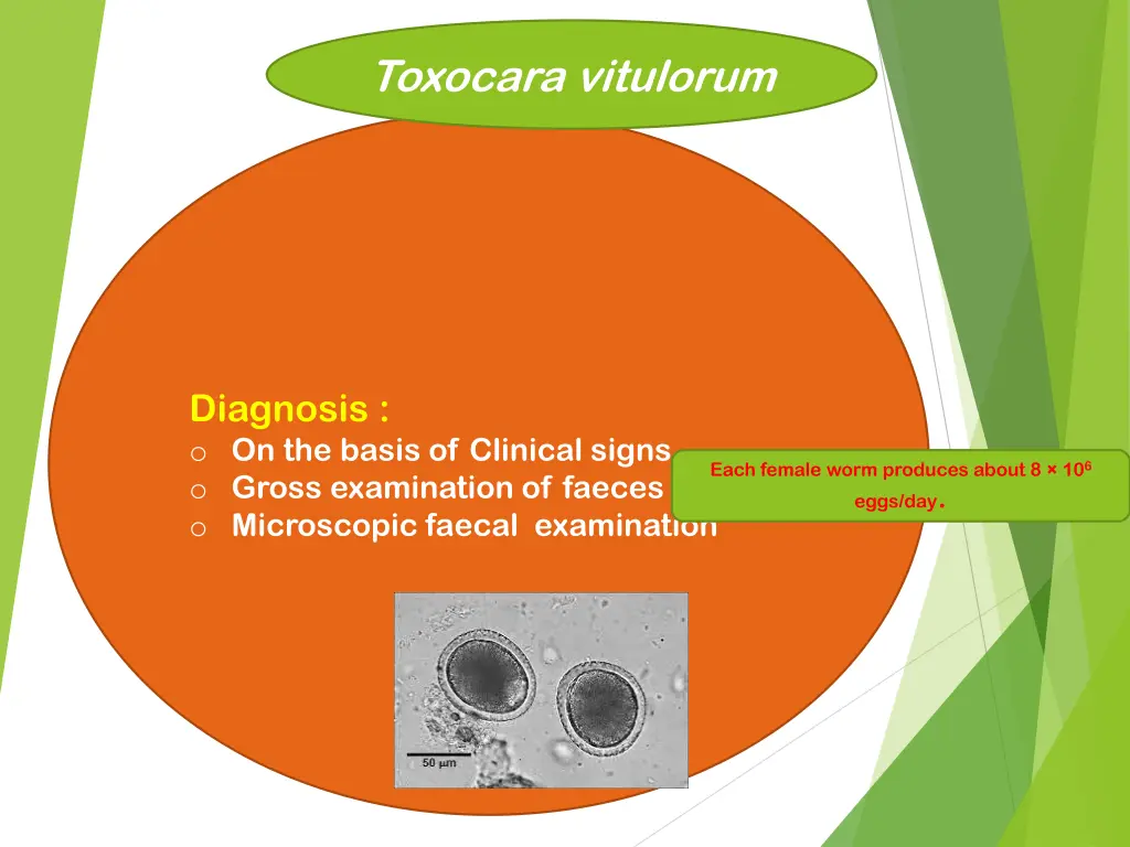 toxocara vitulorum 1