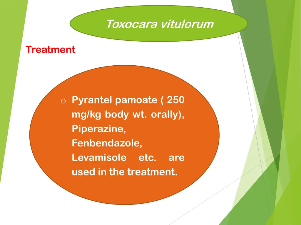 toxocara vitulorum 2