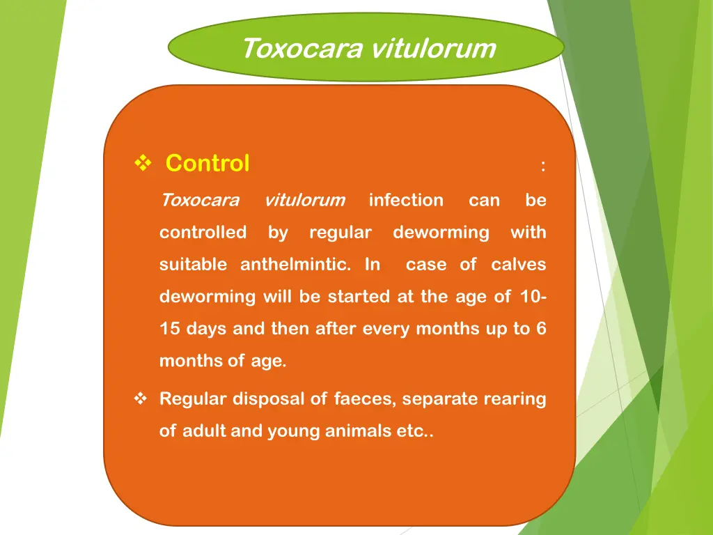toxocara vitulorum 3