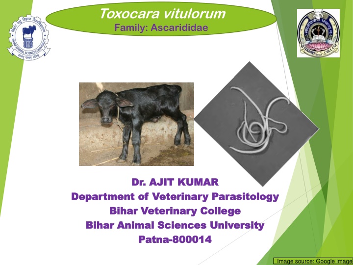 toxocara vitulorum family ascarididae