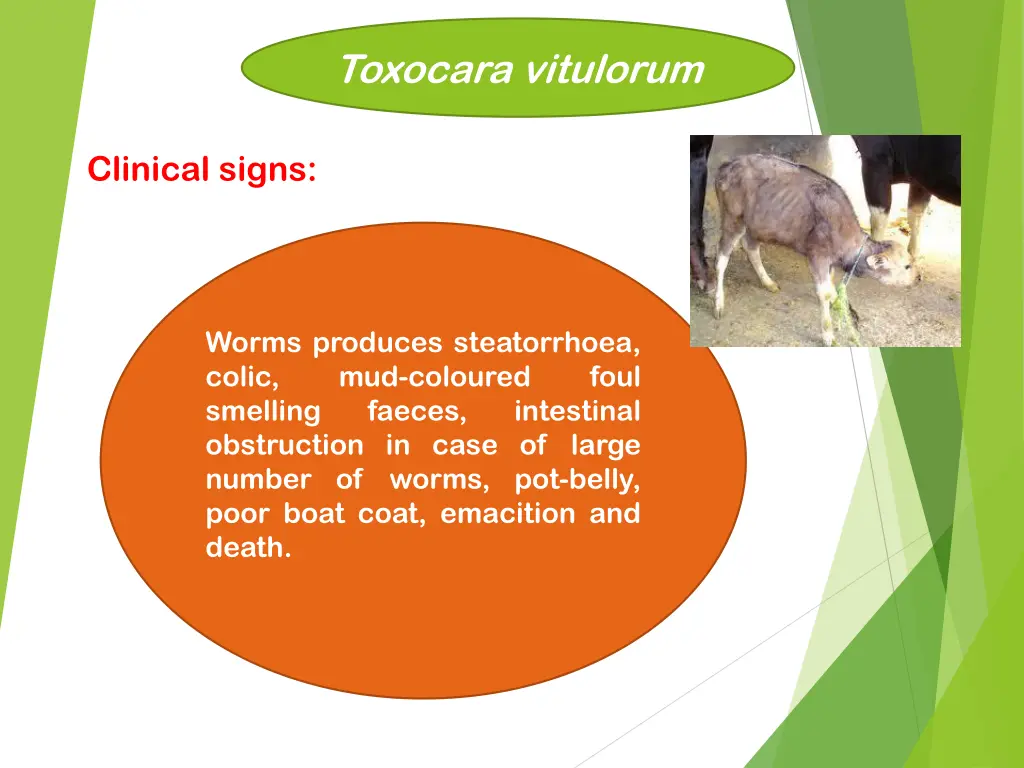 toxocara vitulorum
