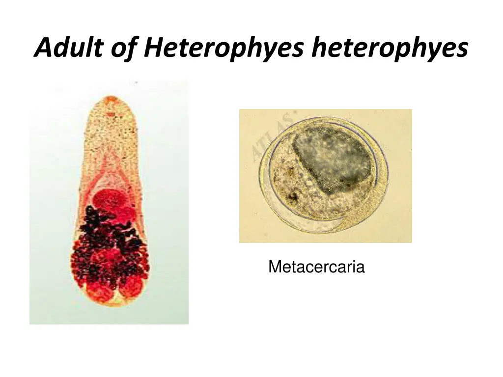 adult of heterophyes heterophyes