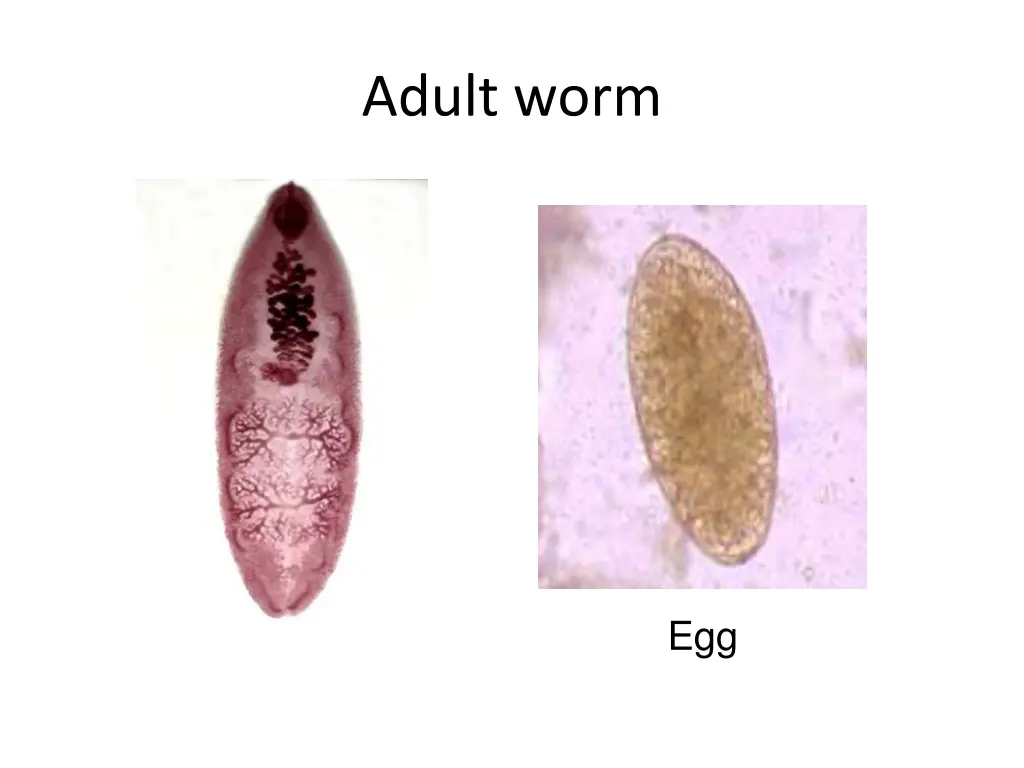 adult worm