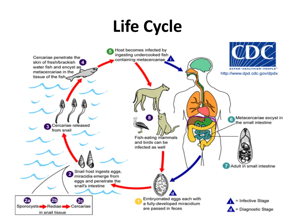 life cycle 1