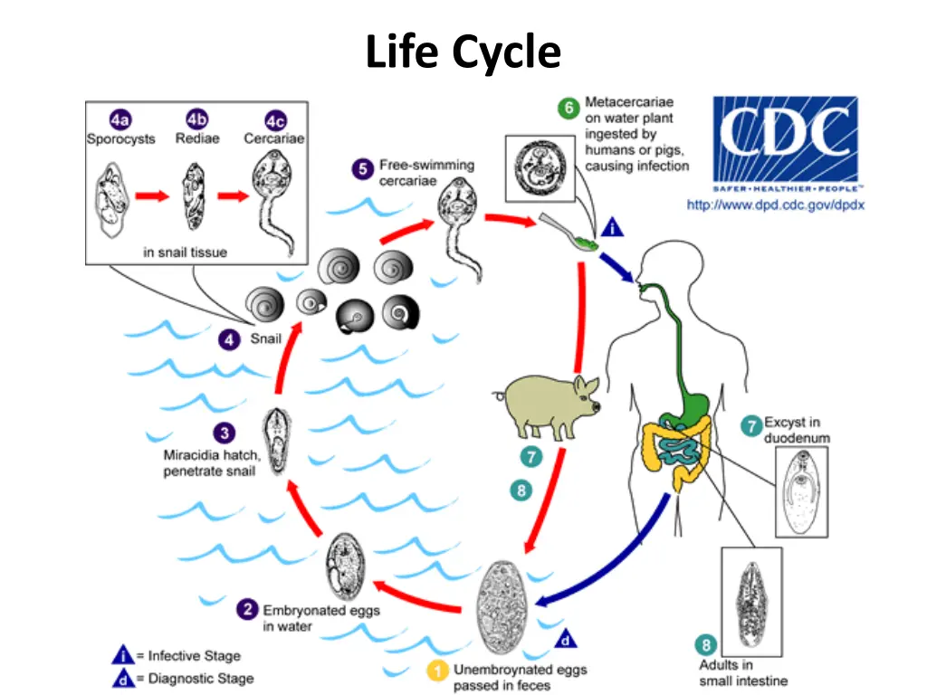 life cycle 2