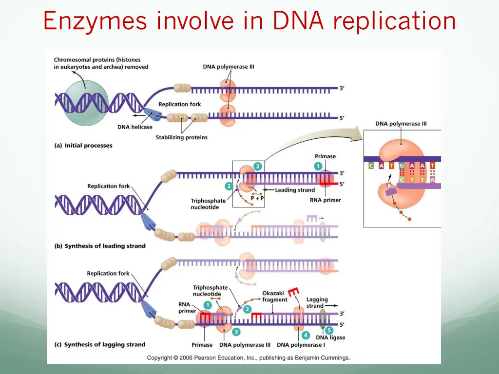 enzymes involve in dna replication