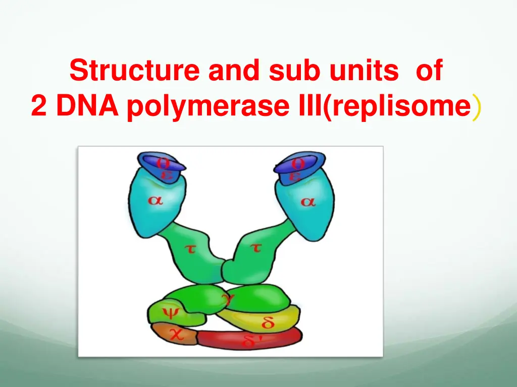 structure and sub units of 2 dna polymerase