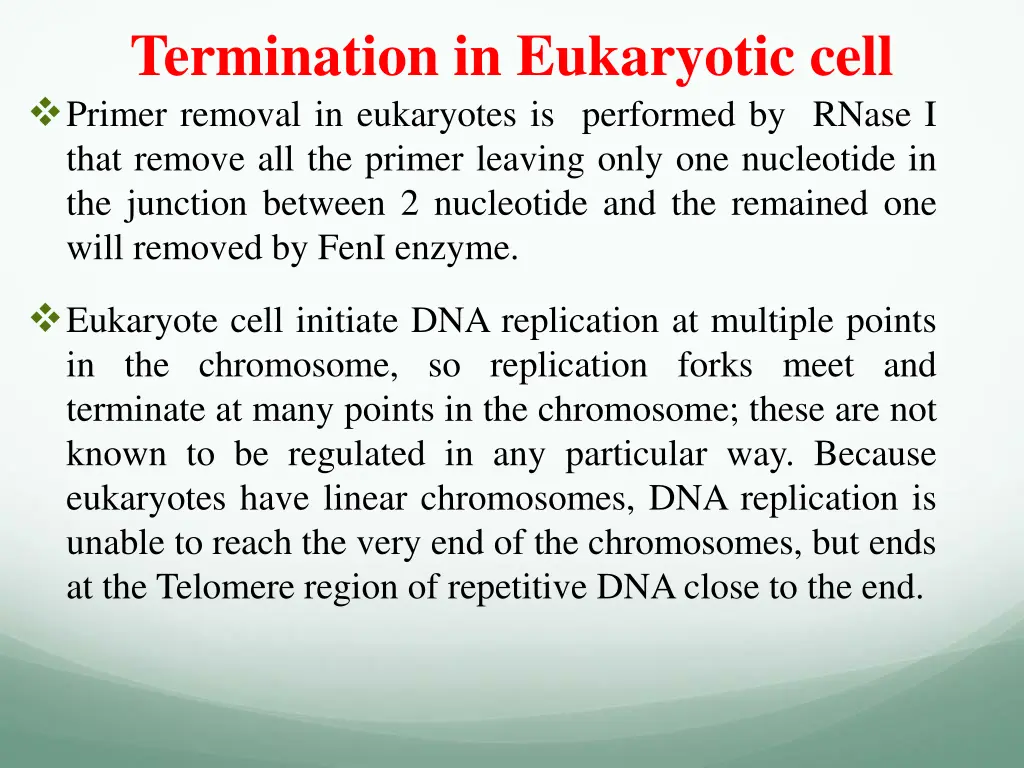 termination in eukaryotic cell primer removal