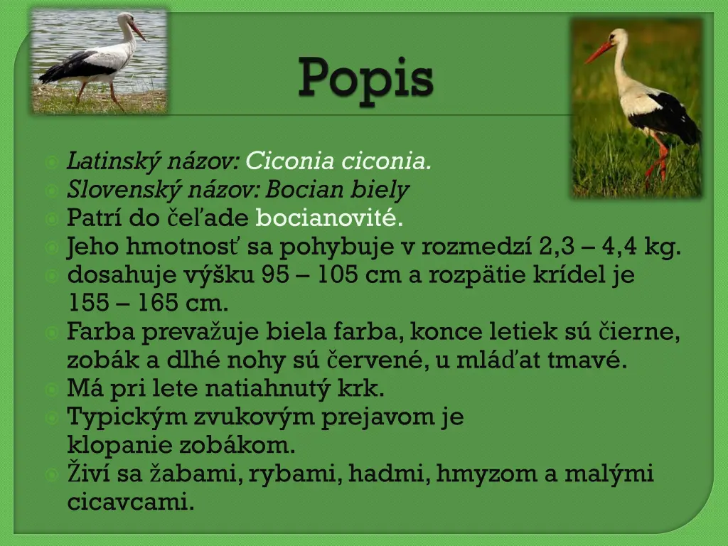 latinsk n zov ciconia ciconia slovensk