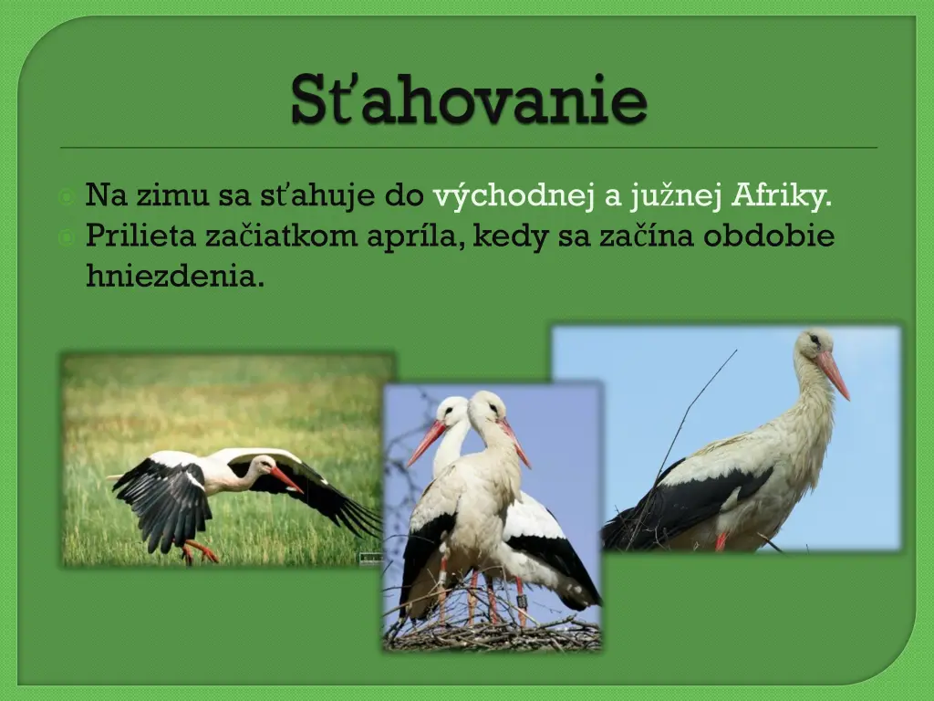 na zimu sa s ahuje do v chodnej a ju nej afriky
