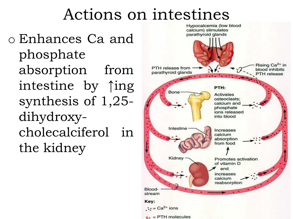 actions on intestines