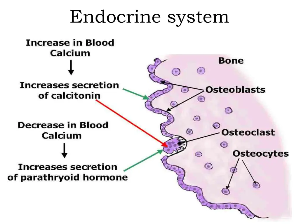 endocrine system