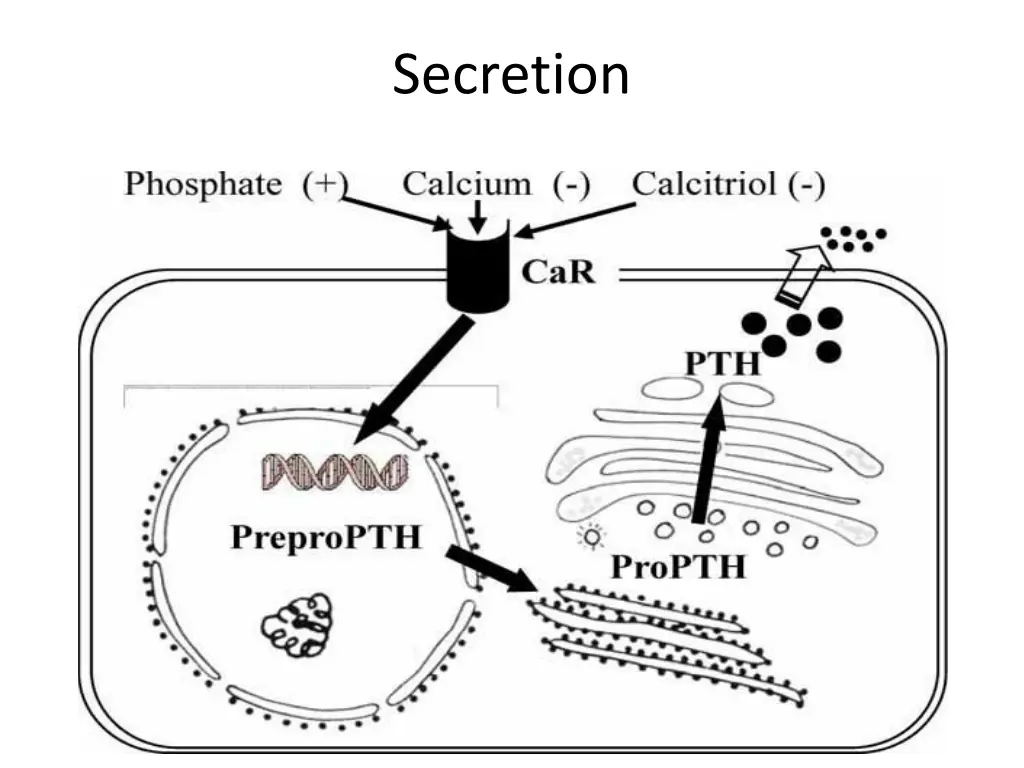secretion