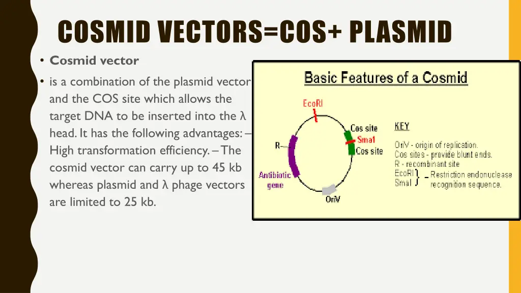 cosmid vectors cos plasmid cosmid vector