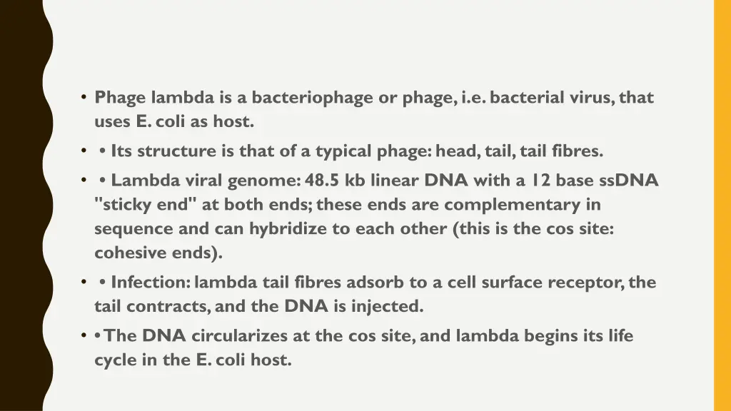 phage lambda is a bacteriophage or phage