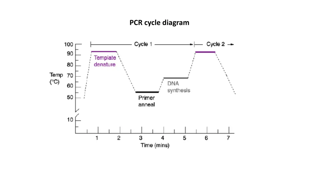 pcr cycle diagram