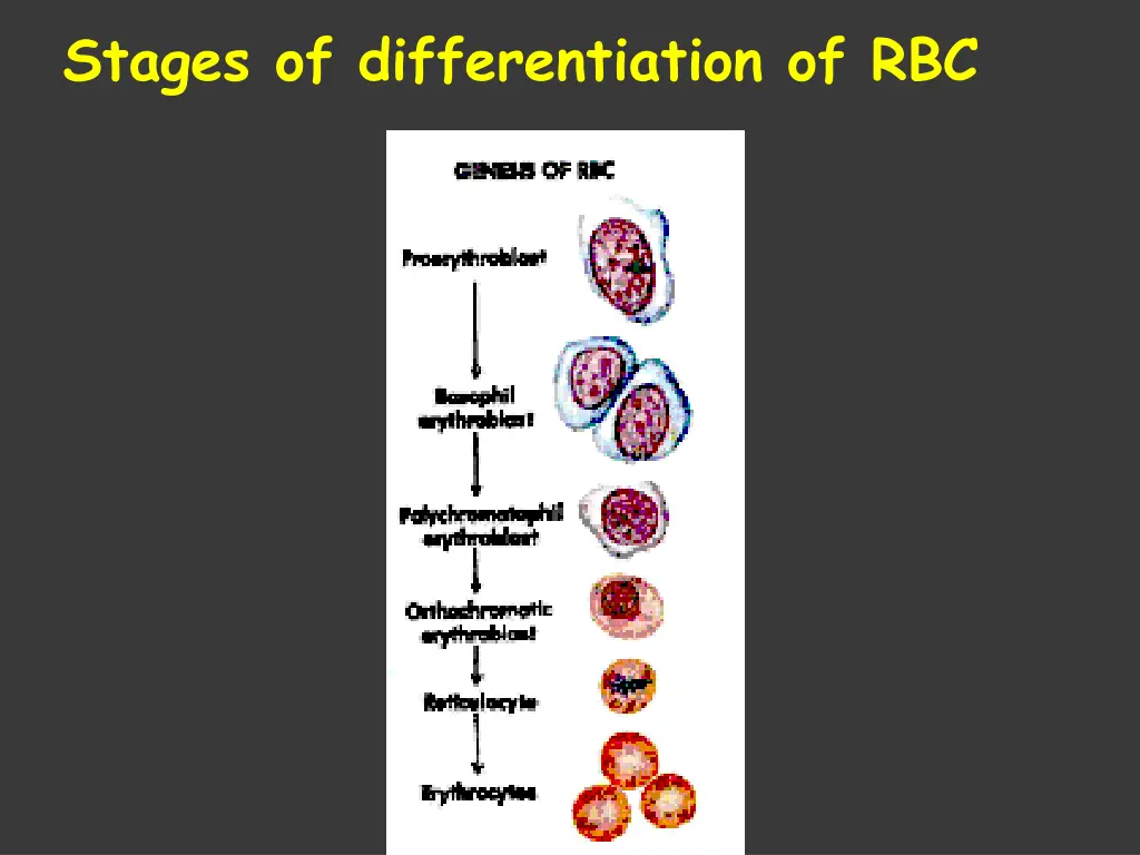 stages of differentiation of rbc