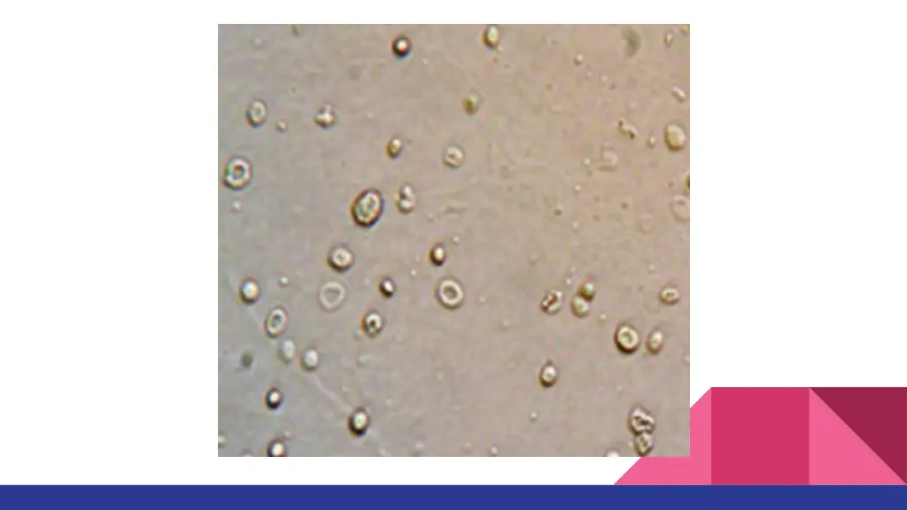 slide19