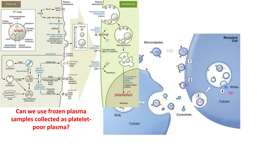 microvesicles