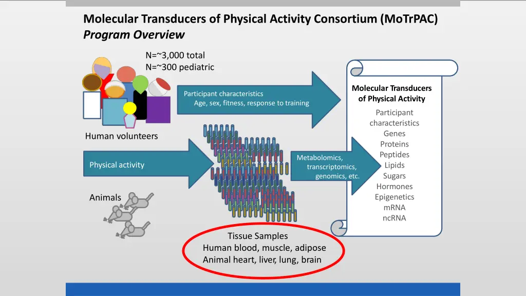 molecular transducers of physical activity