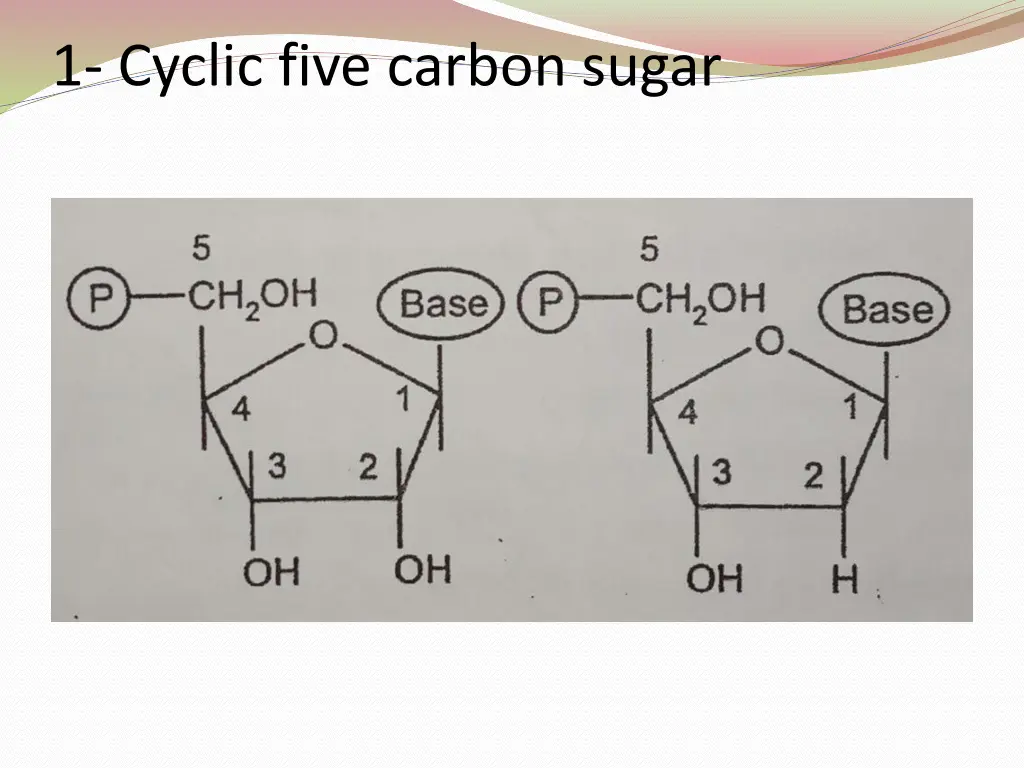 1 cyclic five carbon sugar 1