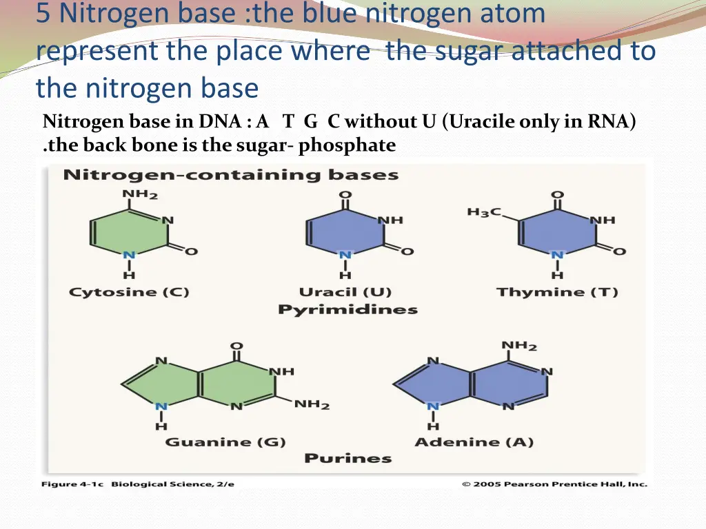 5 nitrogen base the blue nitrogen atom represent