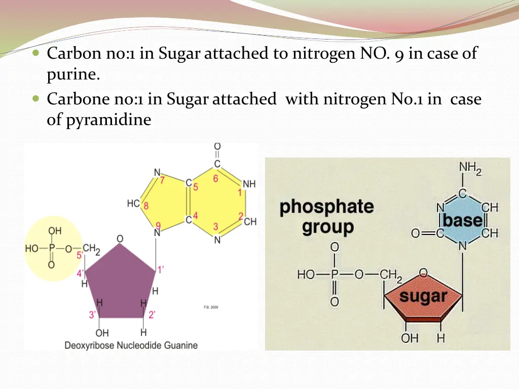 carbon no 1 in sugar attached to nitrogen