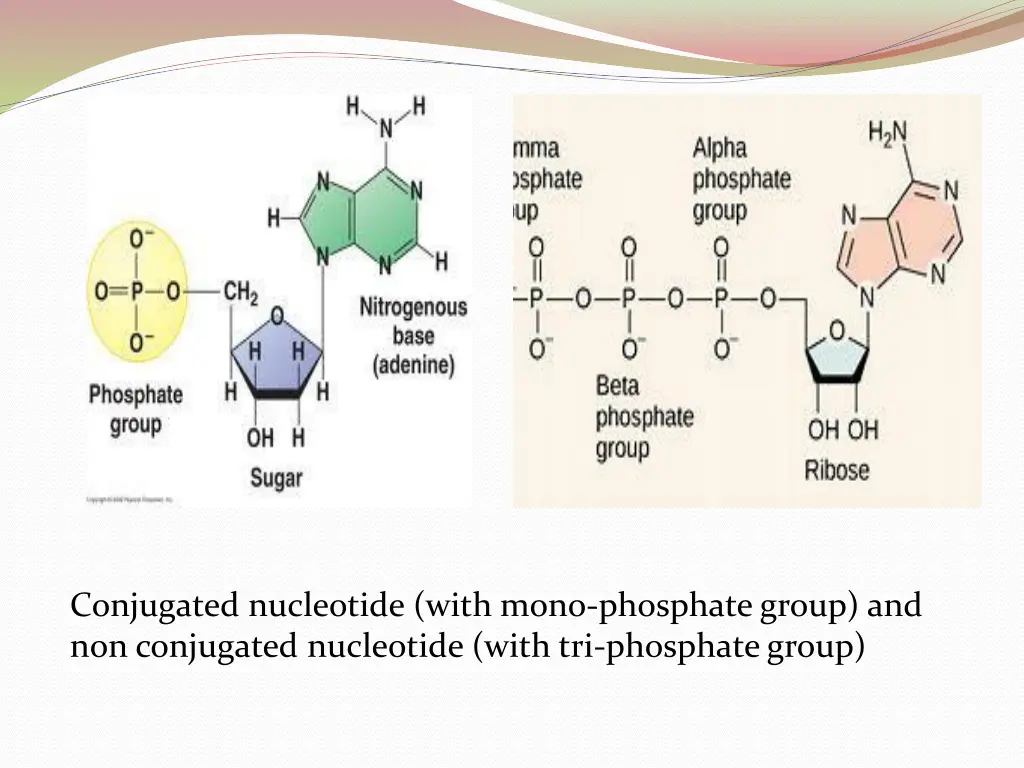 conjugated nucleotide with mono phosphate group
