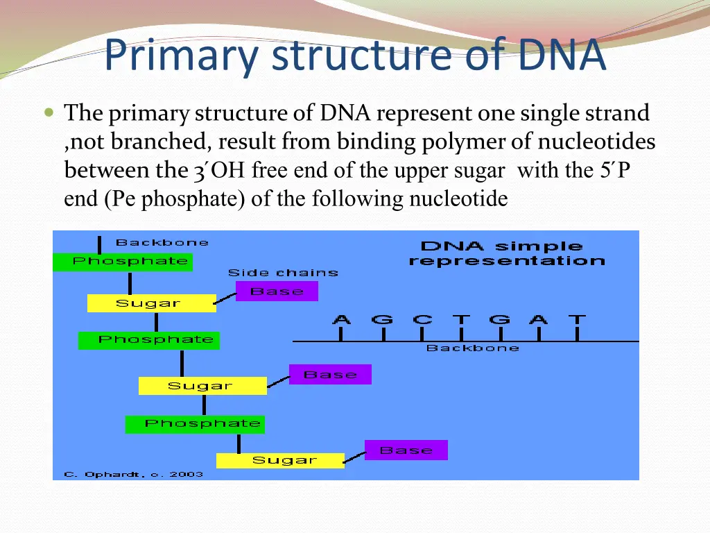 primary structure of dna