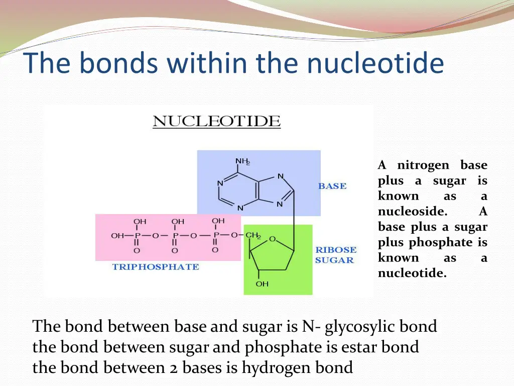 the bonds within the nucleotide