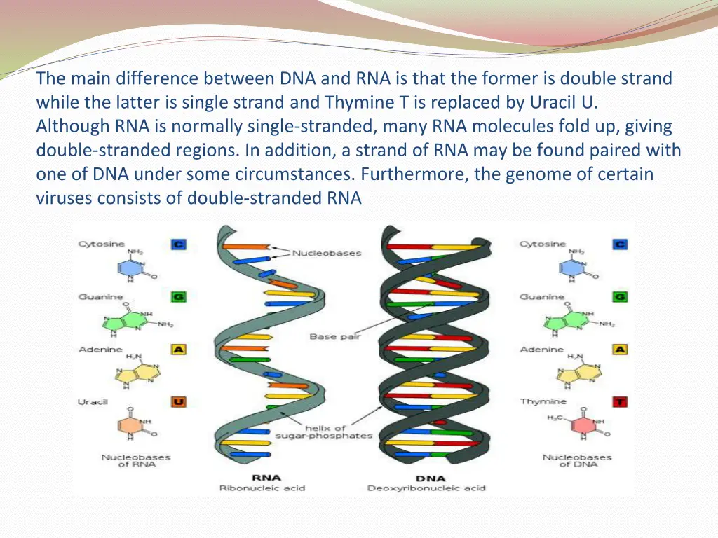 the main difference between dna and rna is that