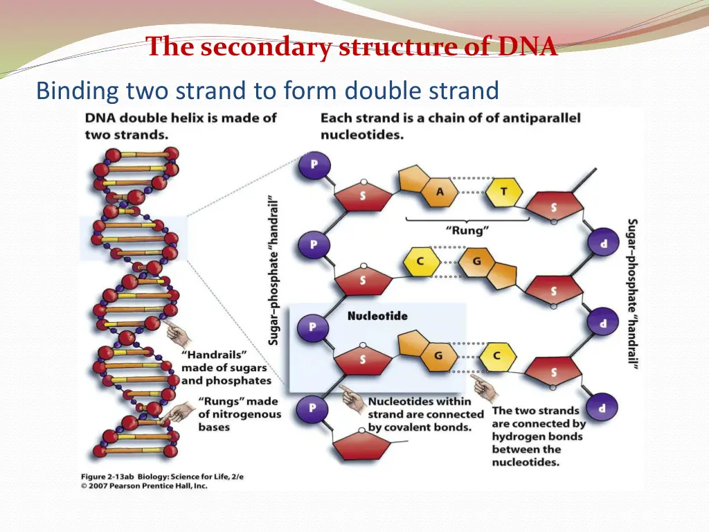 the secondary structure of dna 1
