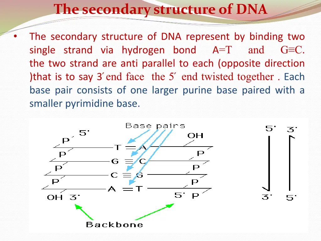 the secondary structure of dna