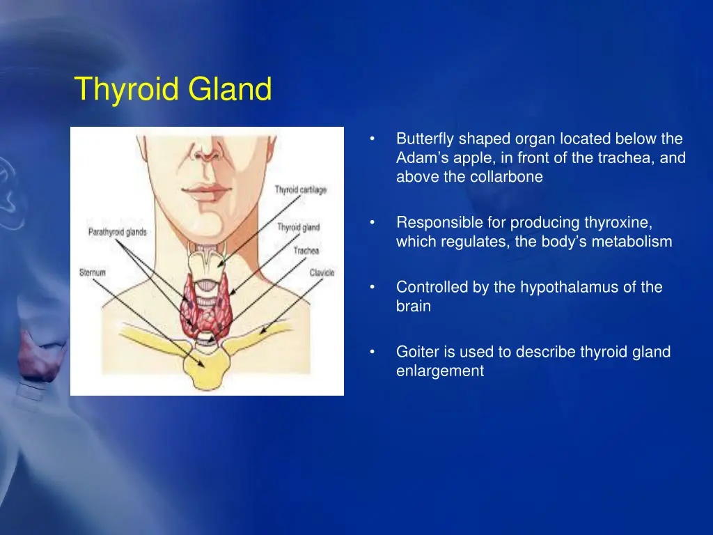 thyroid gland